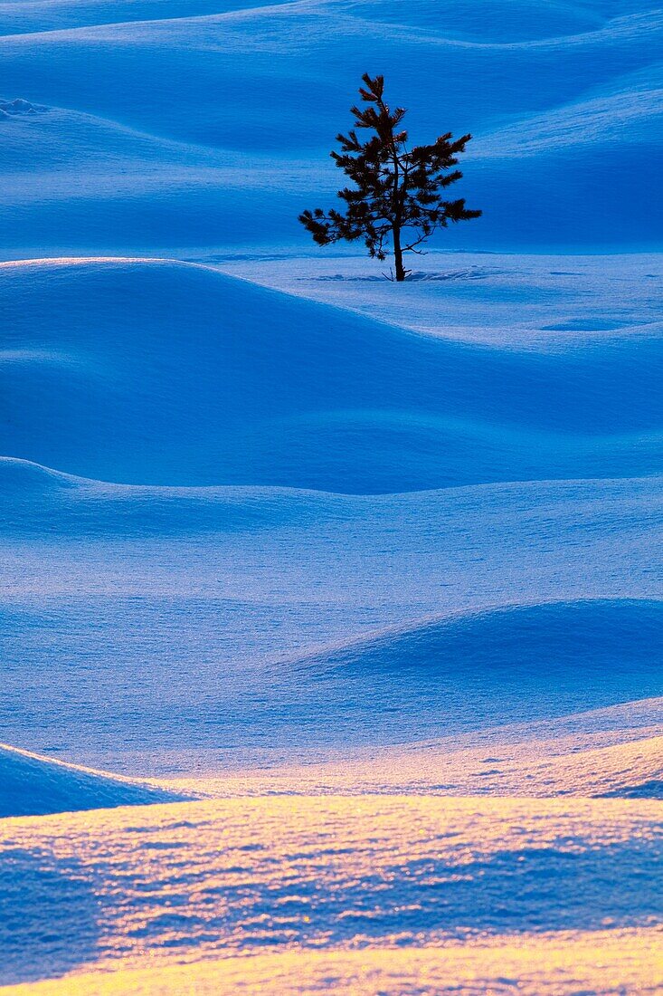 Scotland, Scottish Highlands, Abernethy Single Fir Tree surrounded by drifting snow in the Cairngorms National Park