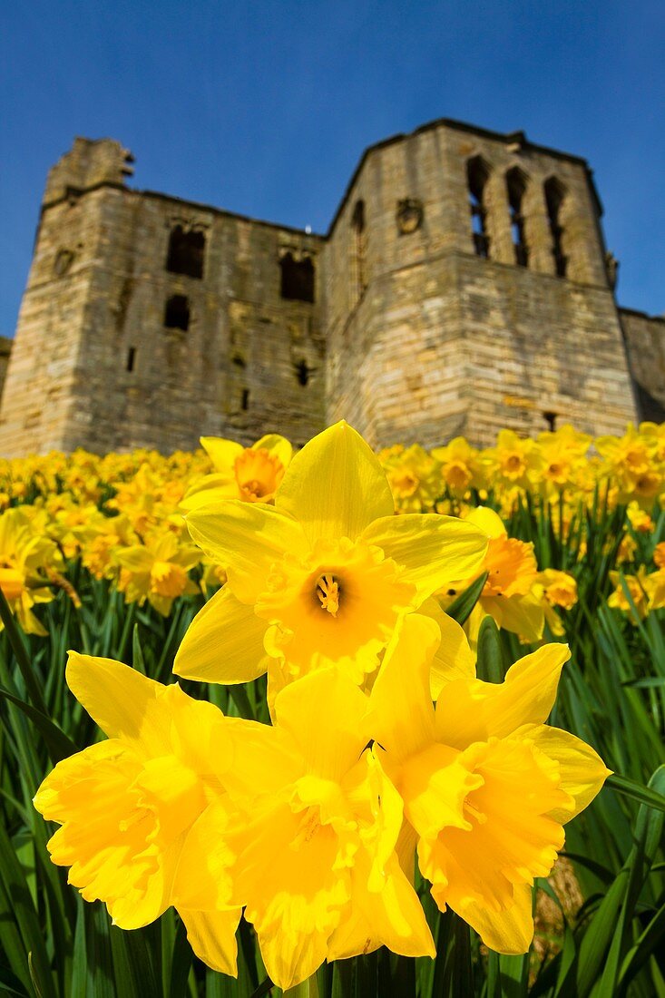 England, Northumberland, Warkworth A blanket of daffodils within the grounds of Warkworth Castle