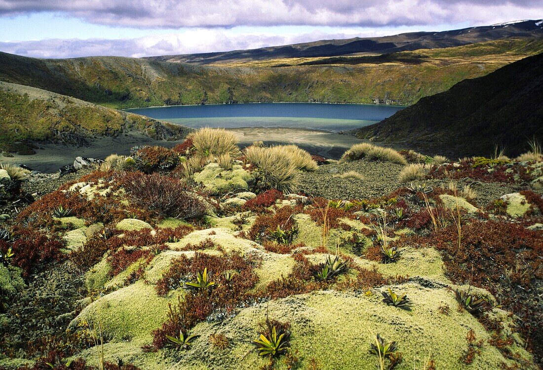 NEW ZEALAND, Central Plateau, Tongariro National Park Alpine plants viewed looking towards the lower Tama lake