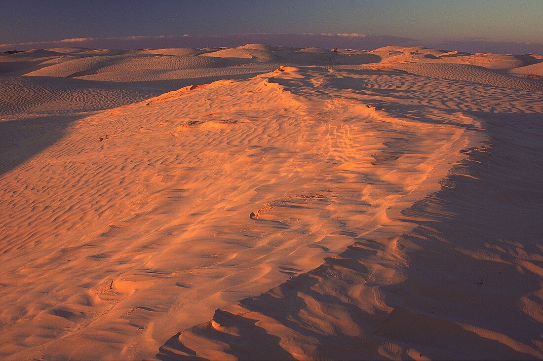 TUNISIA, Zaafrane, Sahara Desert Evening light illuminates the patterns, vegetation and sand dunes of the great erg oriental