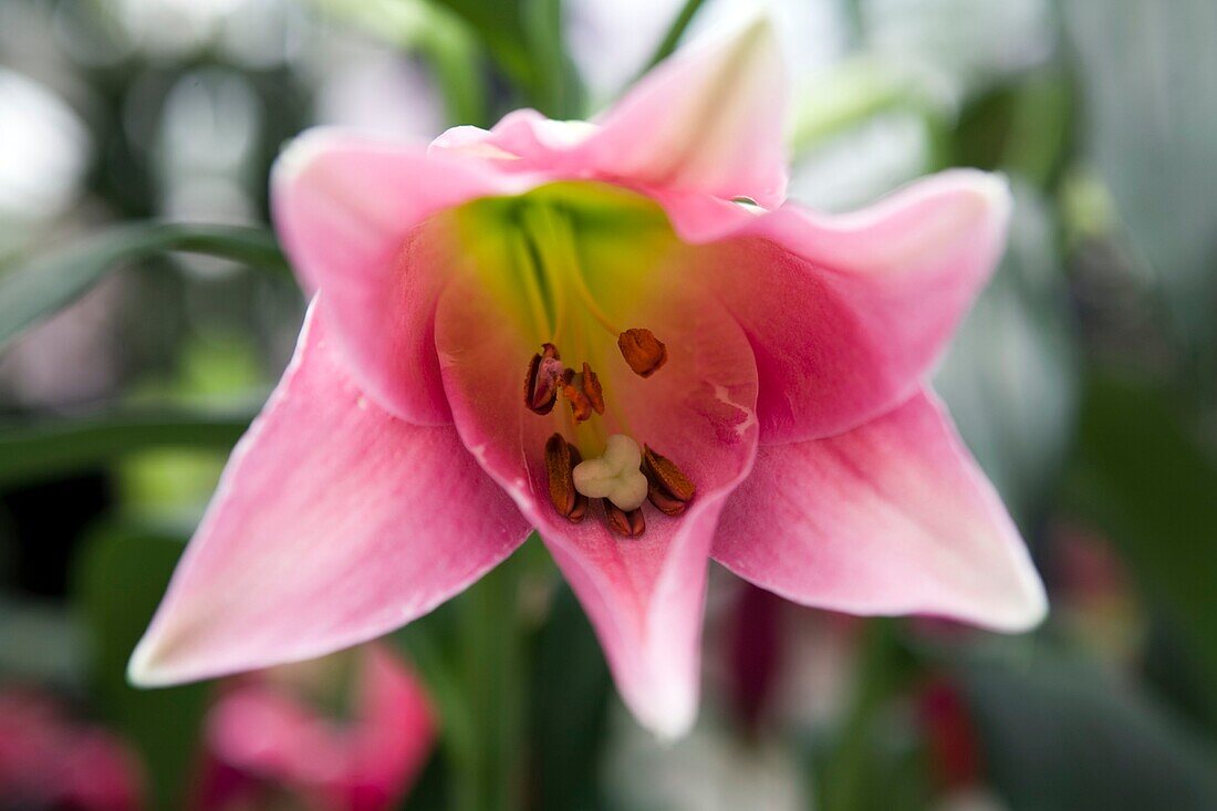 Lilium candidum Family: Liliaceae – License image – 70355115 lookphotos