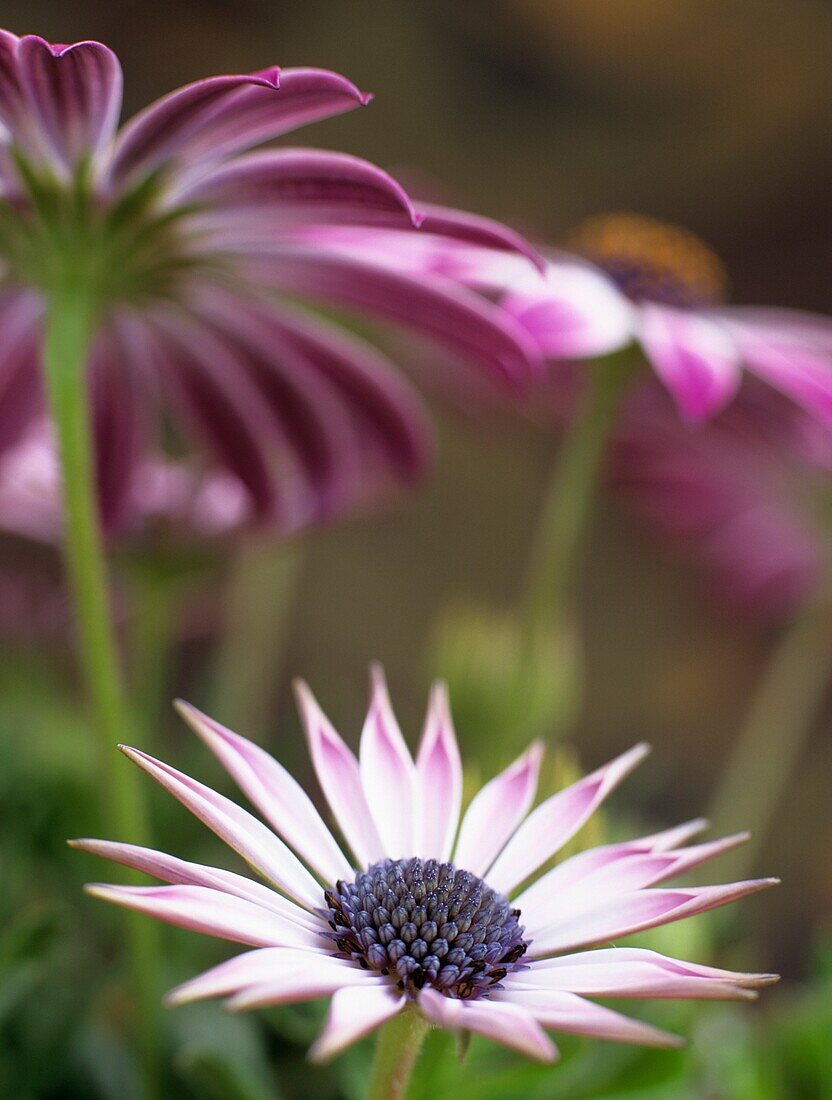 Benllech, Anglesey, Wales, UK OSTEOSPERMUM -SILVIA,  differentially focused on newly opened pink and white flower with older flowers above