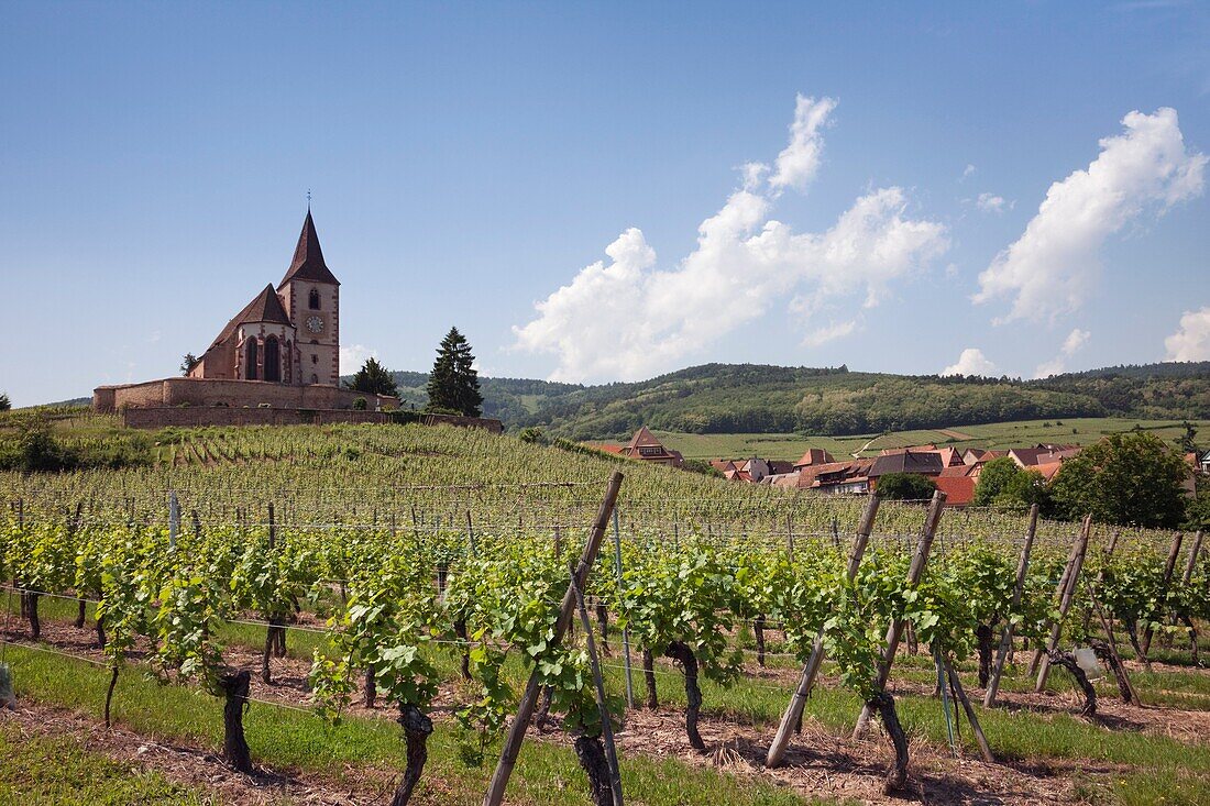 Hunawihr, Alsace, Haut-Rhin, France, Europe 15th century fortified church of St Jacques and Grand Cru vineyards on the Alsation wine route