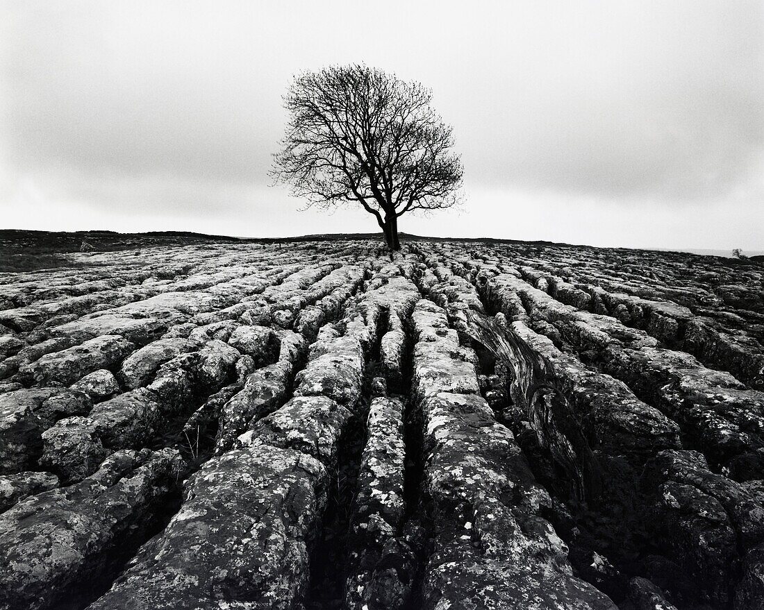 Limestone Pavement, Malham, Yorkshire, England