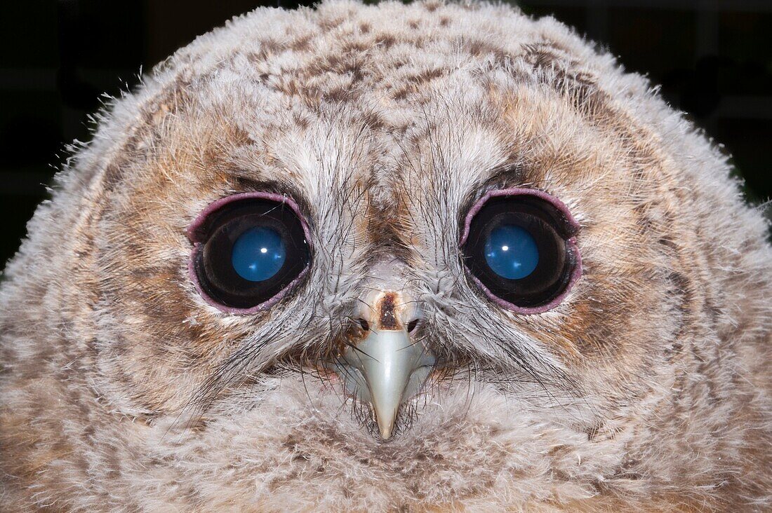 A young Tawny Owl Strix aluco chick close up at approximately a month old in the UK