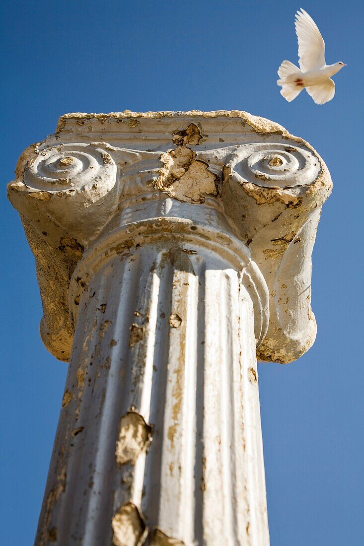 Column with bird