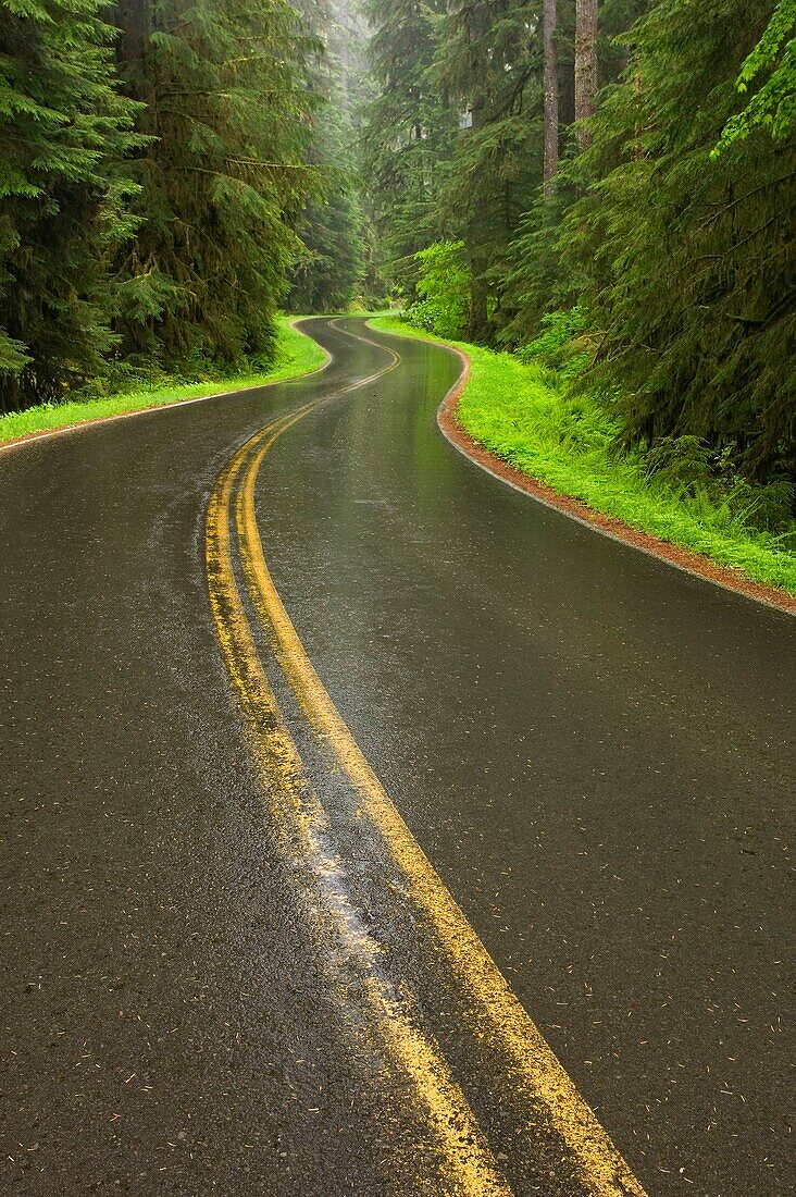 Road in spring rainforest