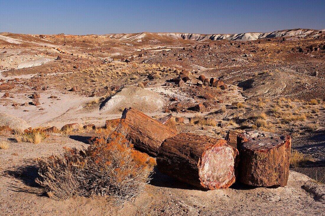 Petrified forest national park