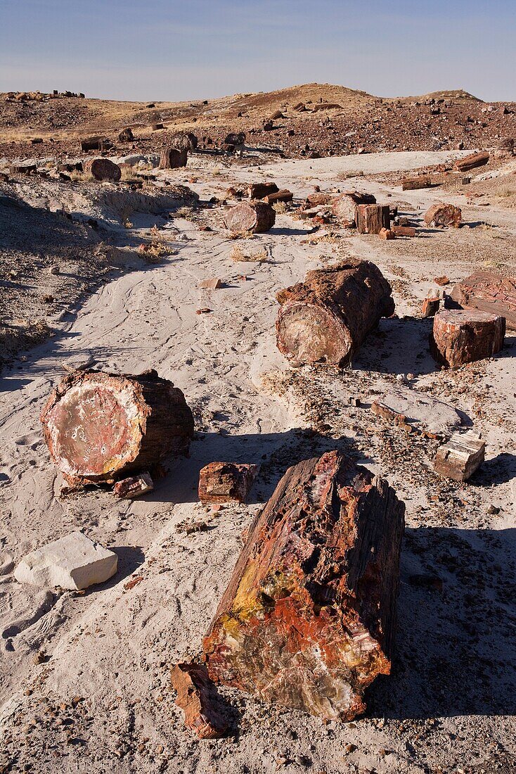 Petrified forest national park