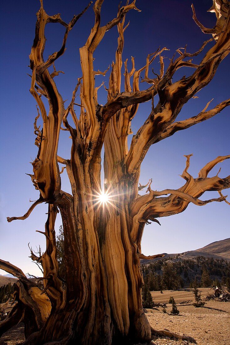Magnificent and ancient Bristlecone pine tree at sunset with the sun peeking thru it's branches