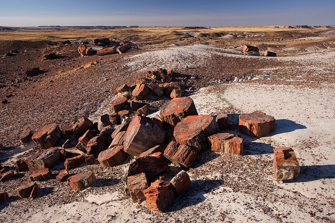 Petrified forest national park