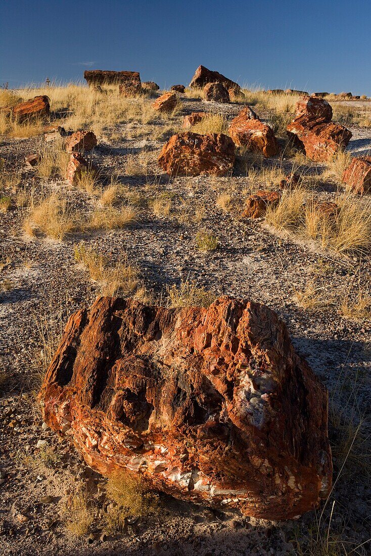 Petrified forest national park