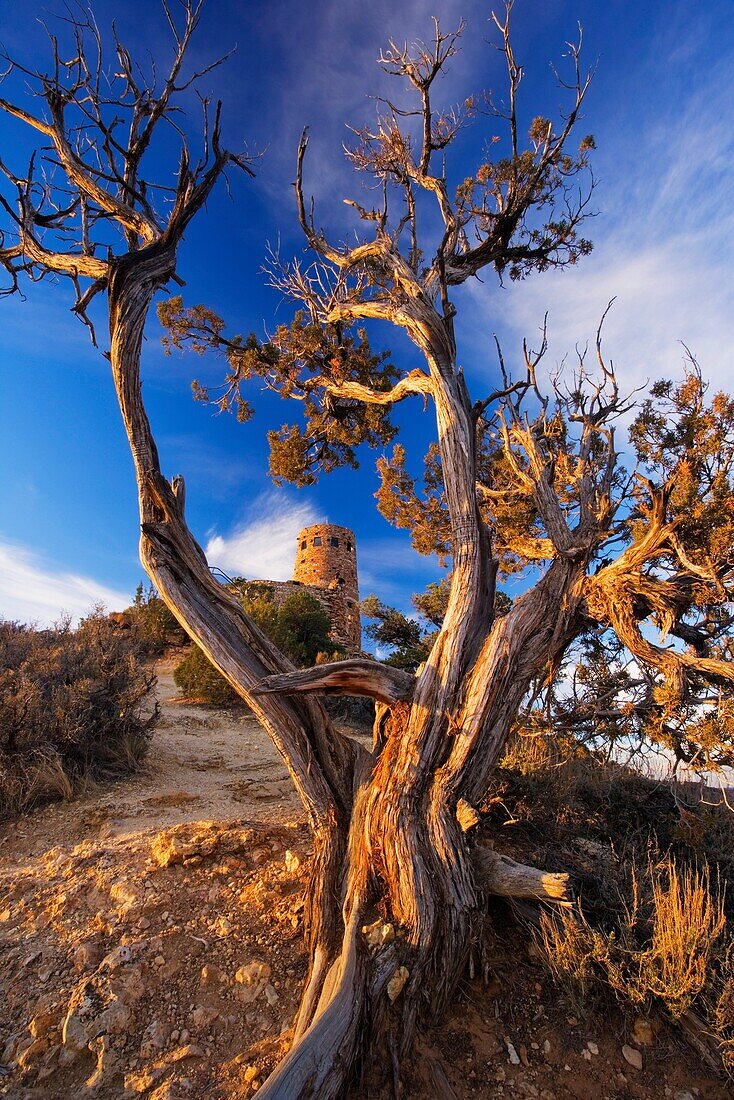 Desert View Watch tower with framed by Juniper tree at sunrise, Grand Canyon national park