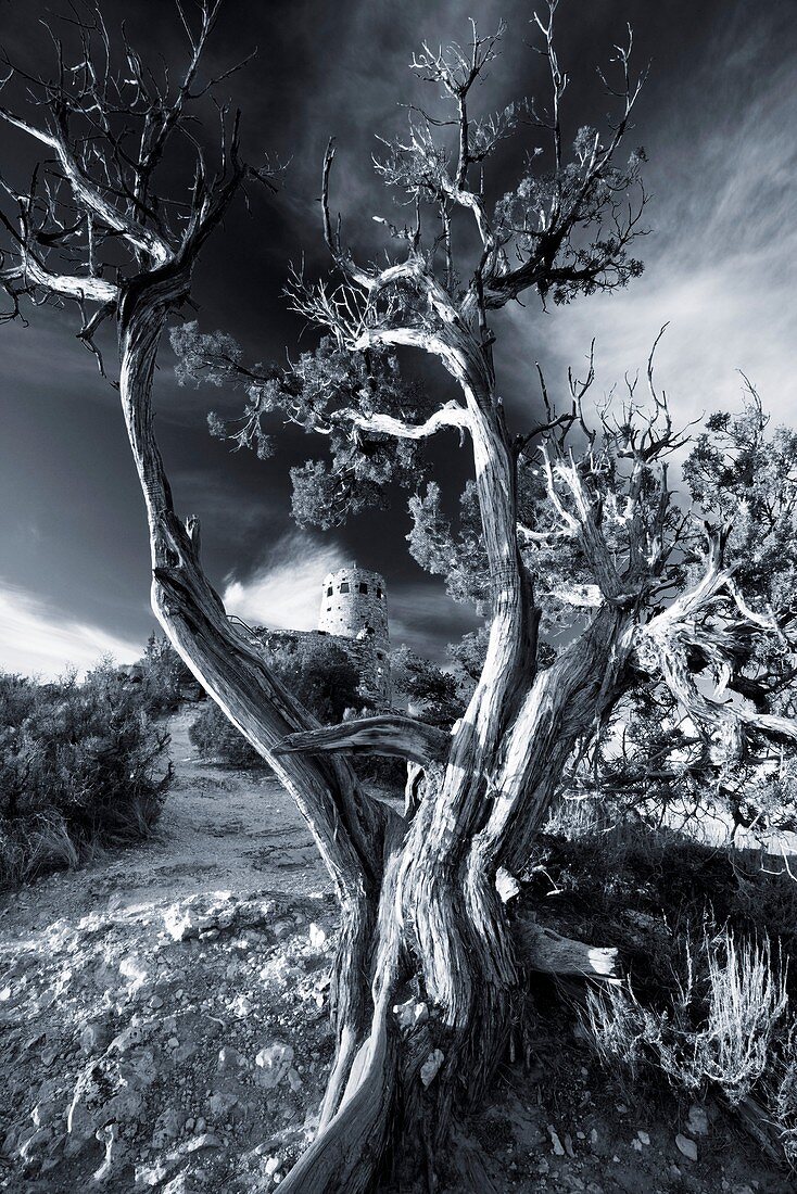 Desert View Watch tower framed by Juniper tree at sunrise, Grand Canyon national park