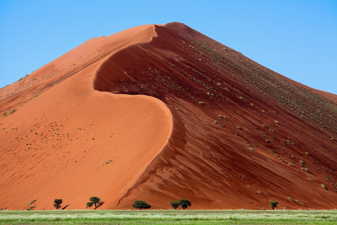 Camelthorn tree Acacia erioloba, and the dune at the back after rain, Namib-Naukluft National Park, Namib desert, Namibia