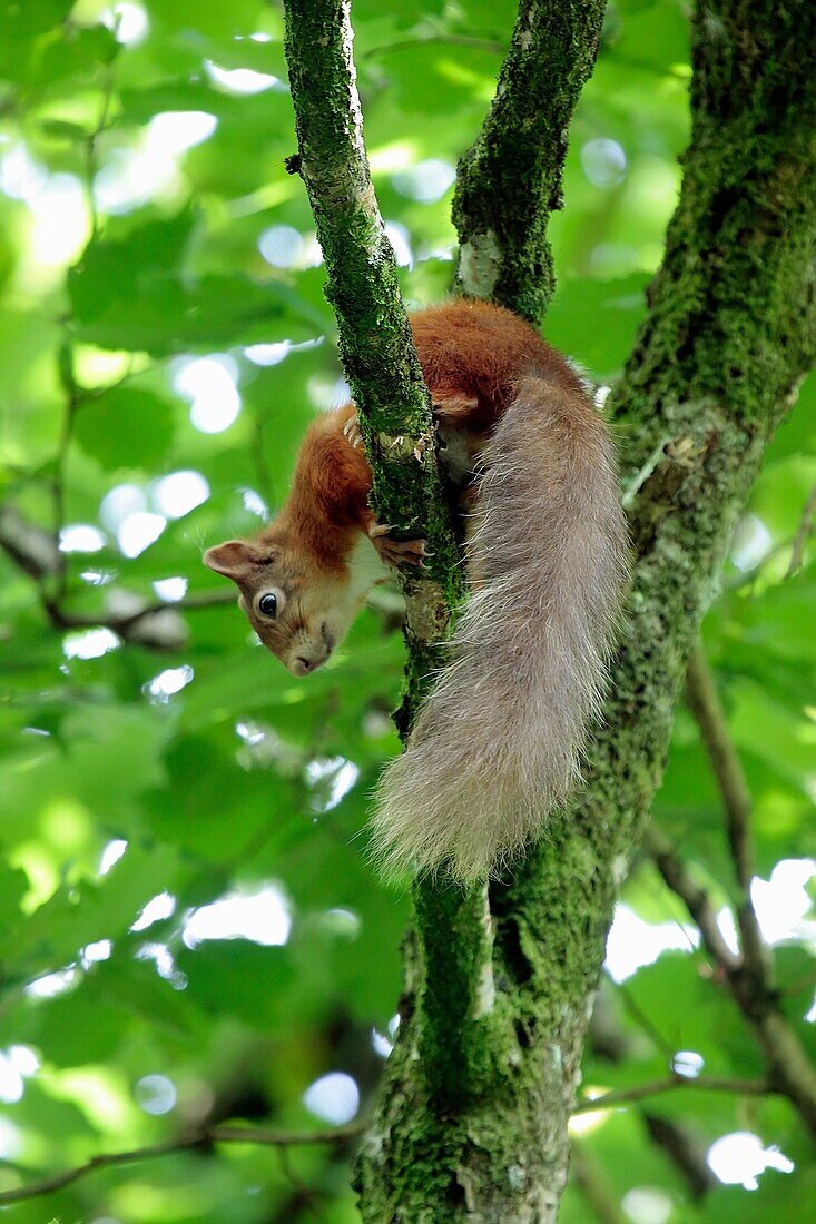 Red squirrel Sciurus vulgaris