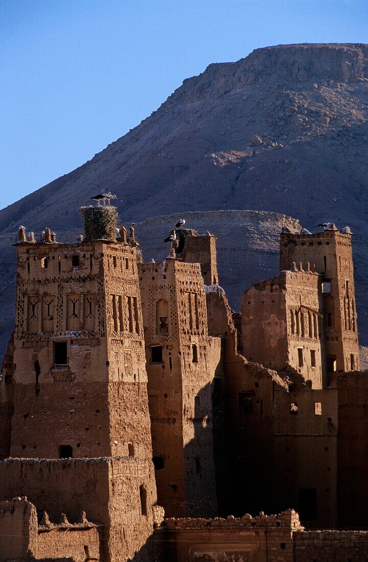 Morocco kasbah ait benhaddou with storks and nests perched