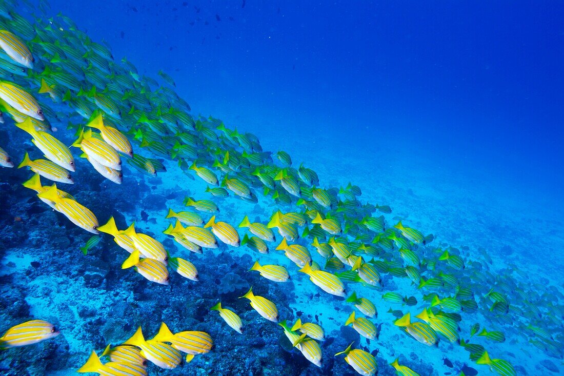 Maldives ari atoll rango madivaru school of blue striped snapper fishes lutjanus kasmira