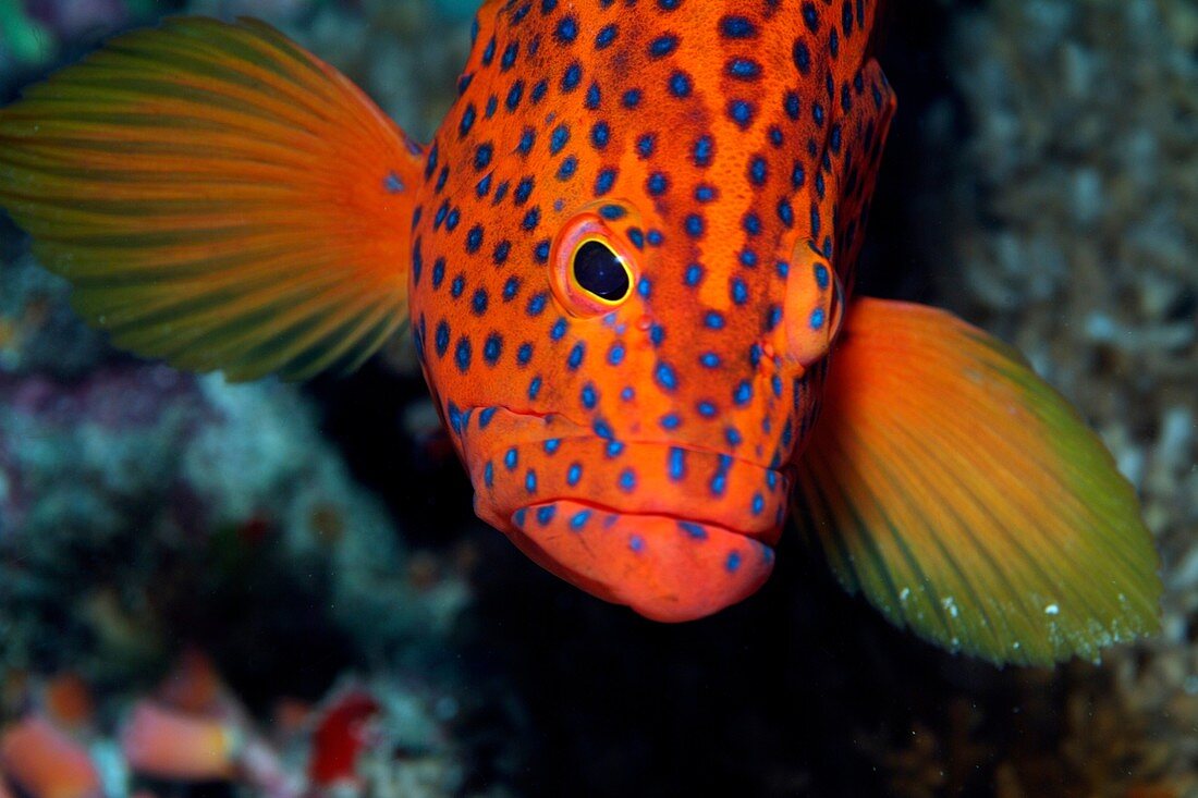 Maldives north male atoll okobe a vermillon rock cod cephalopholis miniata