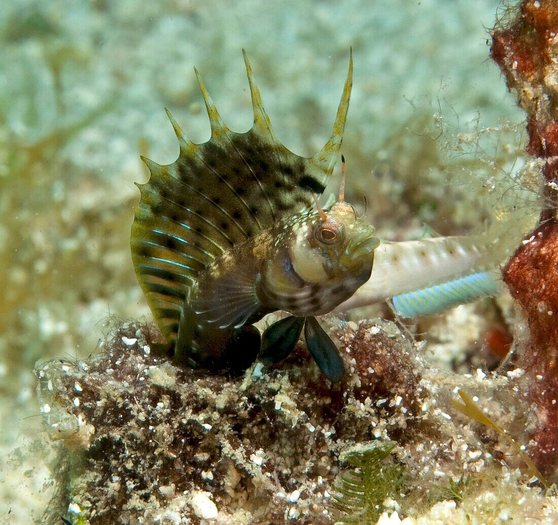 Gulf Signal Blenny Emblemaria hypacanthus in the Sea of Cortez