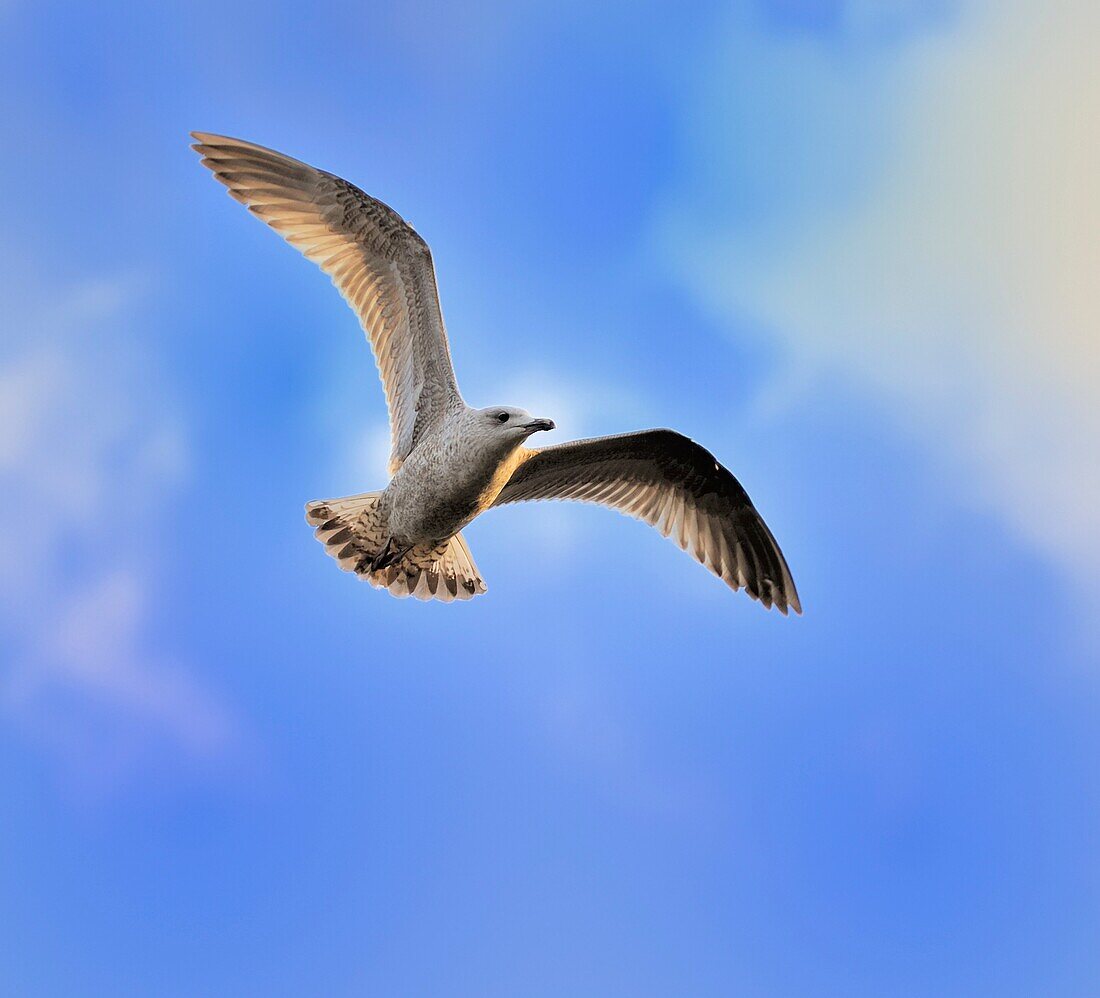 Juvenile herring gull Larus argentatus soaring in blue sky