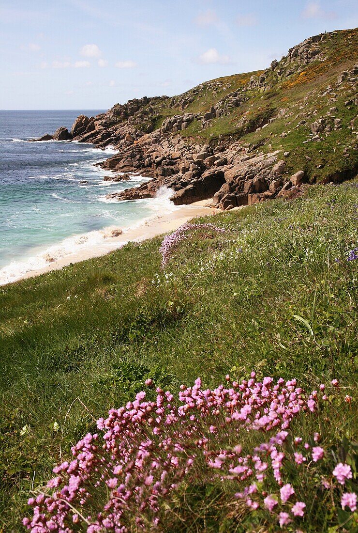 Porthchapel Cove with the sea and beach with pink sea thrift flowers at spring, Cornwall