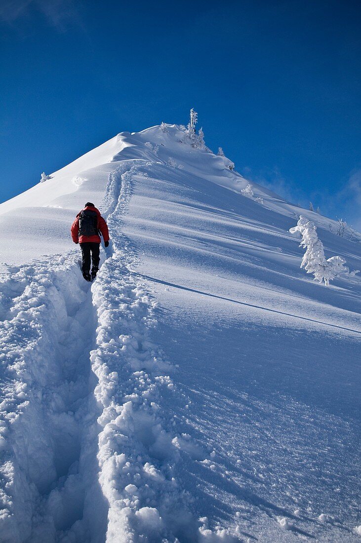 Person Climbs through deep powder snow towars summit of Jenner, Berchtesgaden national park, Bavaria, Germany