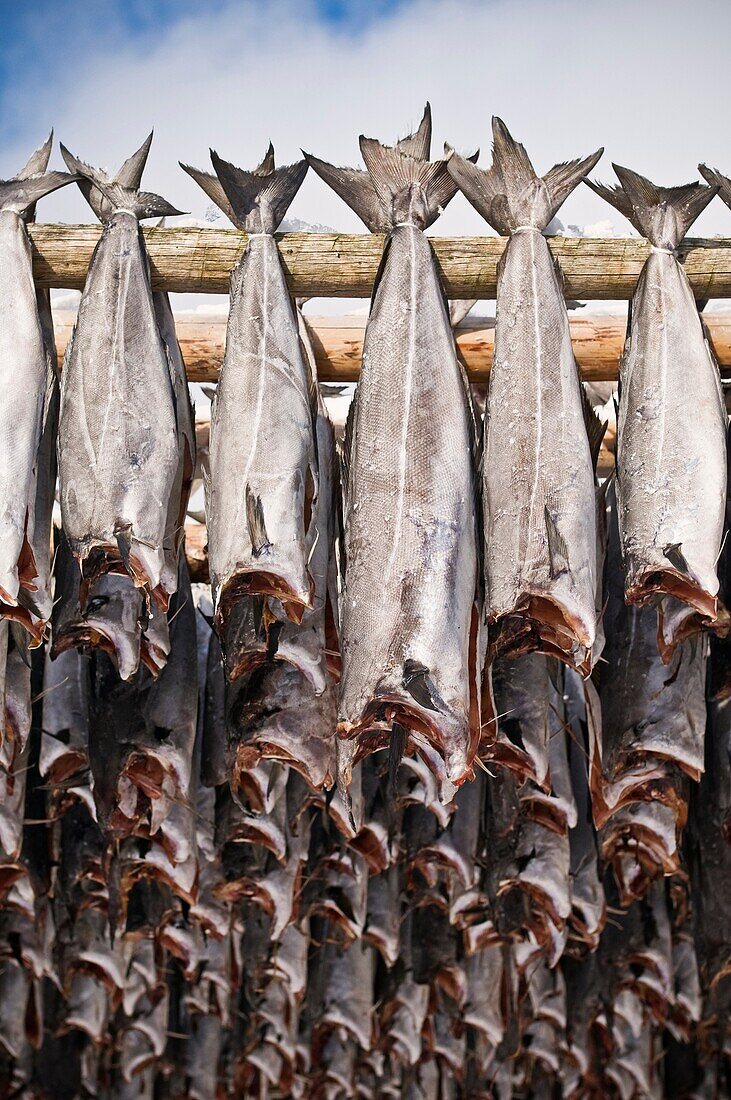 Cod stockfish hang from wood drying racks to dry in winter air, Lofoten islands, Norway