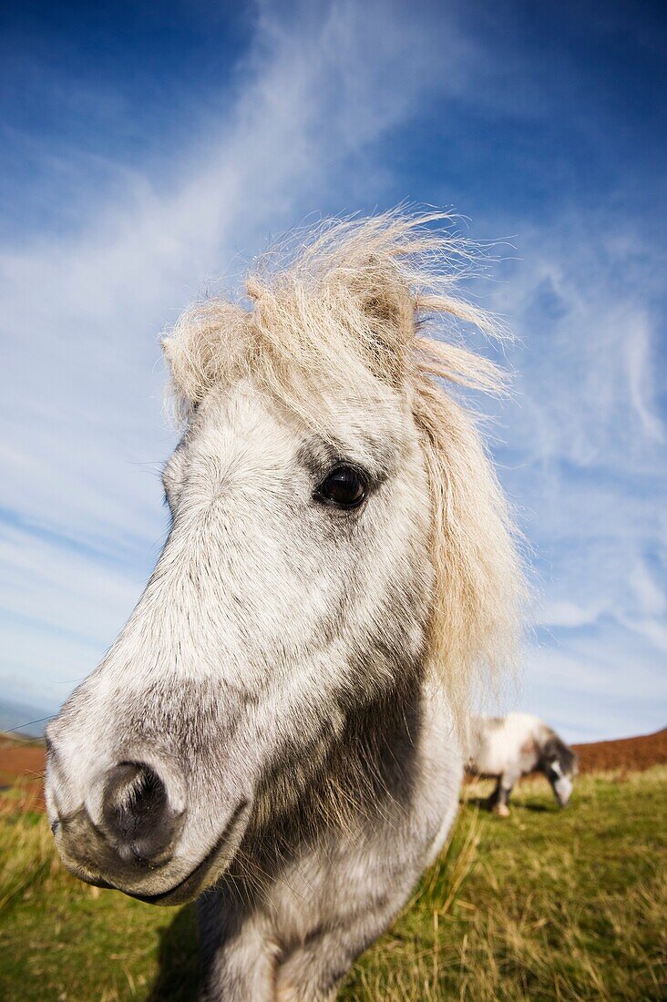 Welsh mountain pony, Brecon Beacons national park, Wales