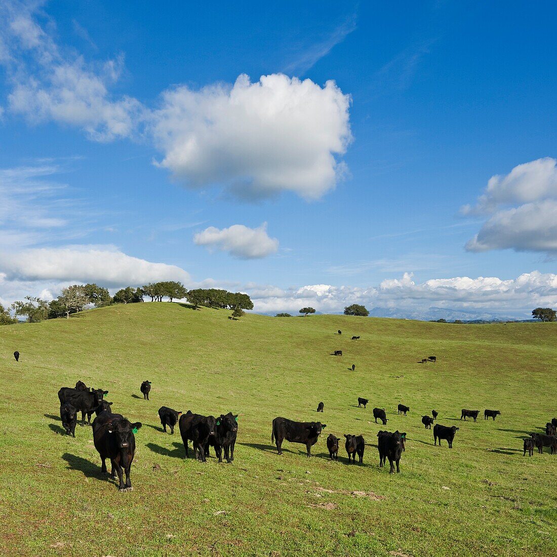 Herd of Black Angus cows and calves in green pasture, Santa Barbara country, California