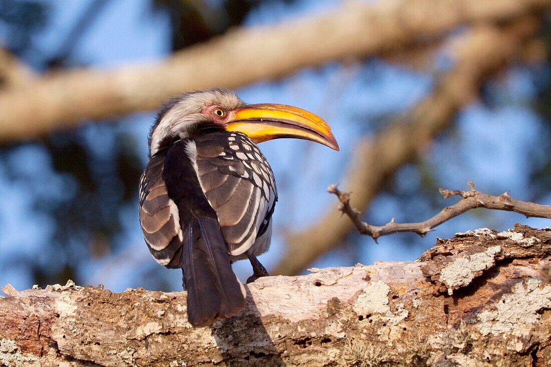 Southern Yellow-billed Hornbill Tockus Leucomelas May 2009, winter uMkhuze Game Reserve, Kwazulu-Natal, South Africa