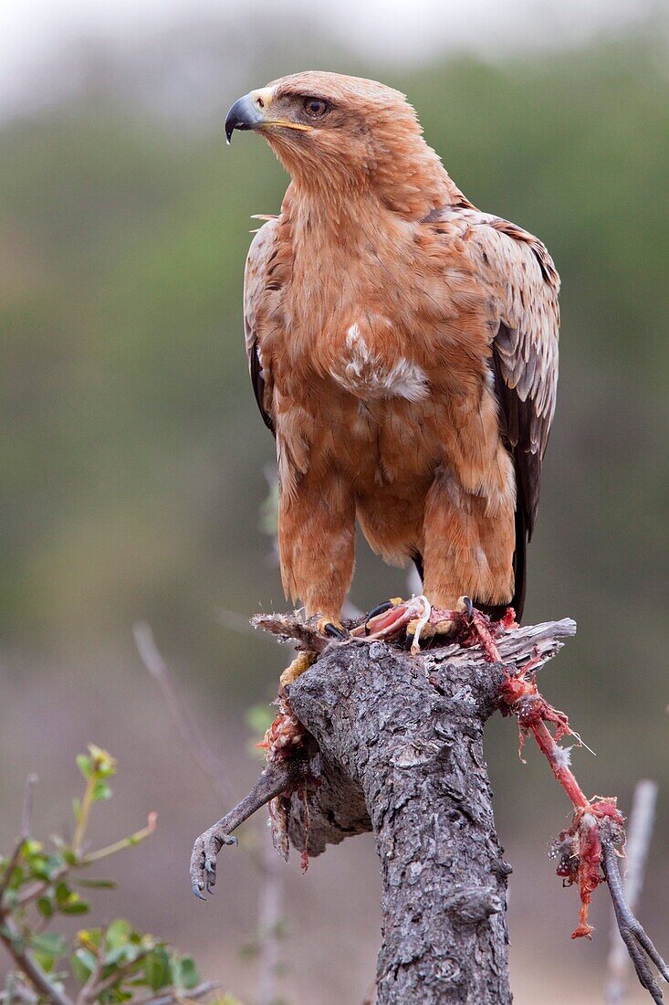 Tawny Eagle Aquila Rapax with a Helmeted Guineafowl as prey Numida Meleagris June 2009, winter Balule Private Nature Reserve, York section Greater Kruger National Park, Limpopo, South Africa