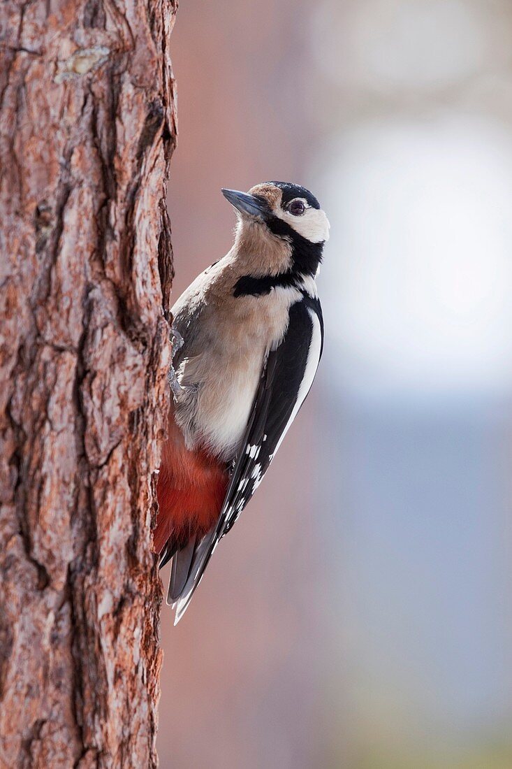 Great Spotted Woodpecker, displaying pecking motion Spring 2010 Near Oulanka National Park, Finland