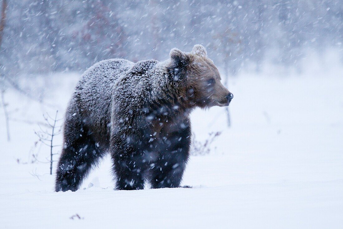 Eurasian Brown Bear during heavy snowfall Spring 2010 Martinselkonen, Finland