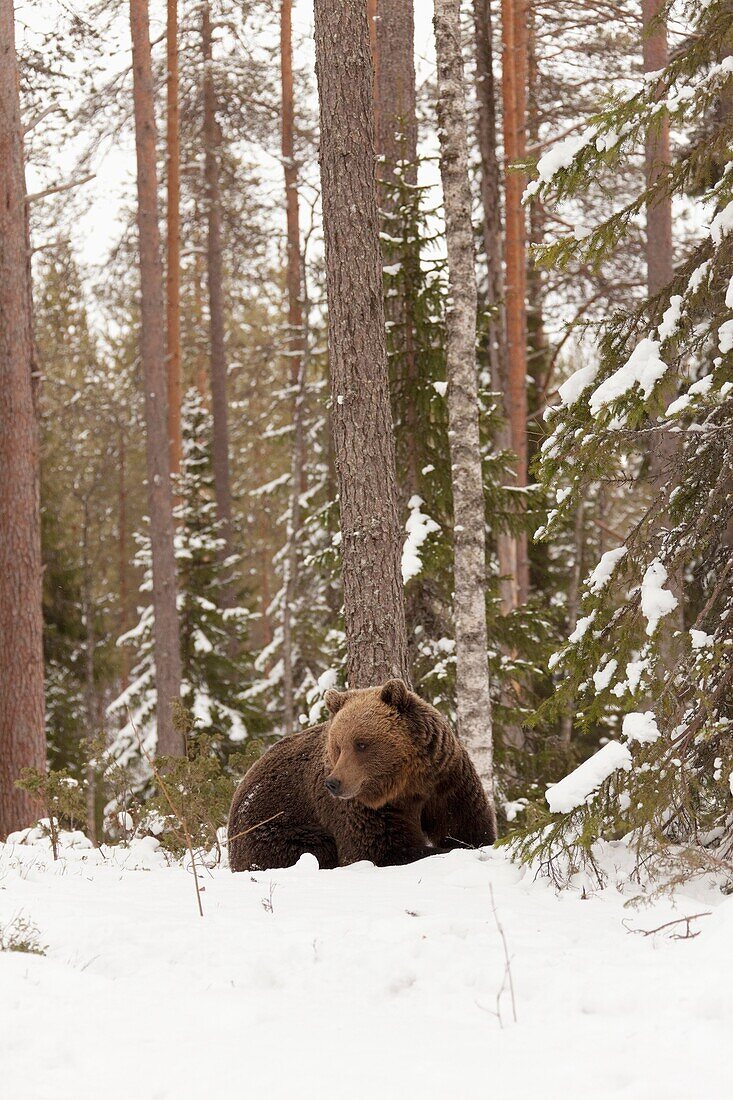 Eurasian brown bear in the snow in Taiga forest Spring 2010 Martinselkonen, Finland