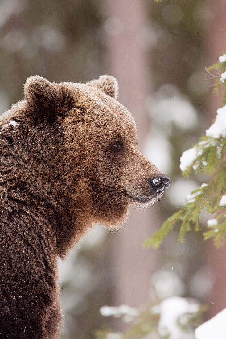 Eurasian brown bear in the snow in Taiga forest Spring 2010 Martinselkonen, Finland