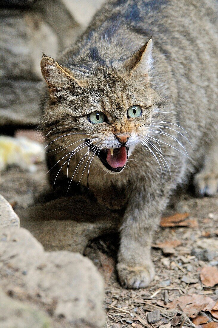 Young Wildcat, Felis silvestris, hissing