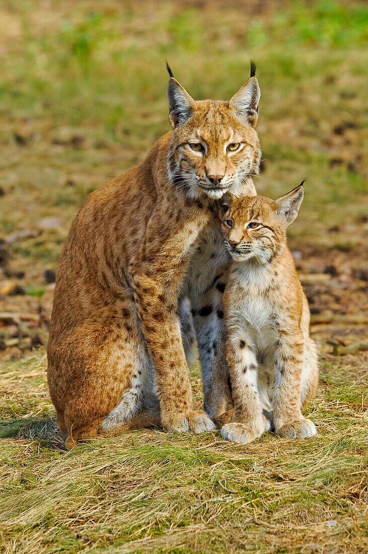 Eurasian Lynx, Lynx lynx, mother with cub