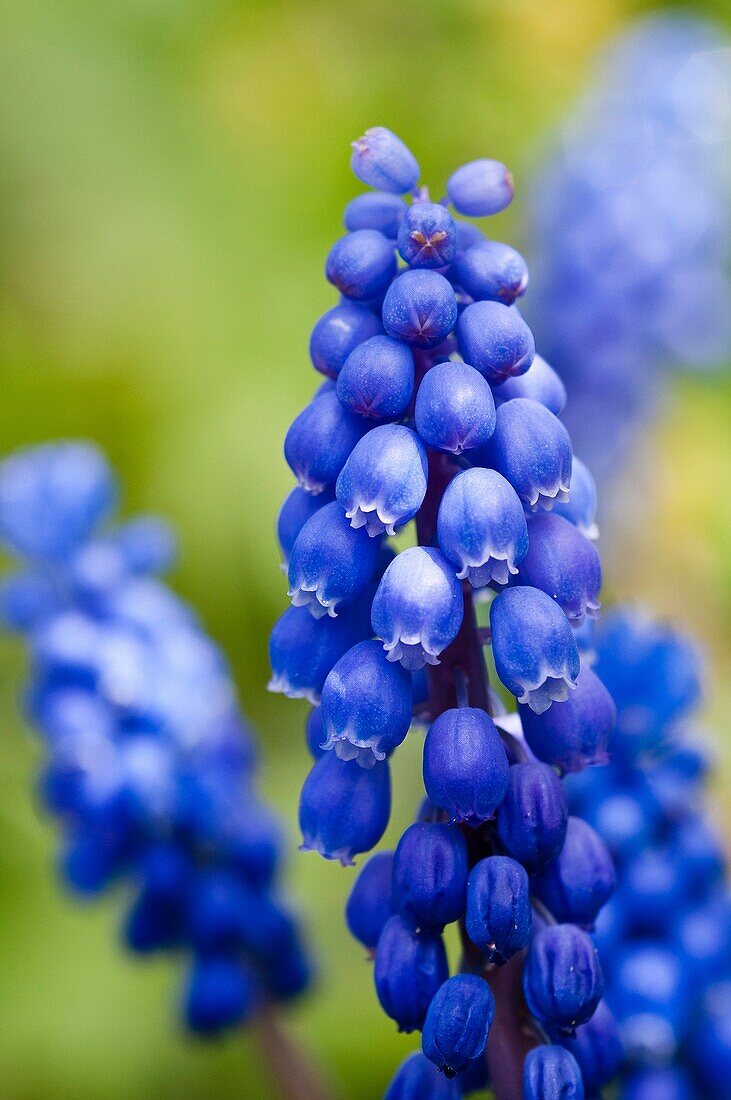 Gewöhnliche Traubenhyazinthe, Muscari botryoides