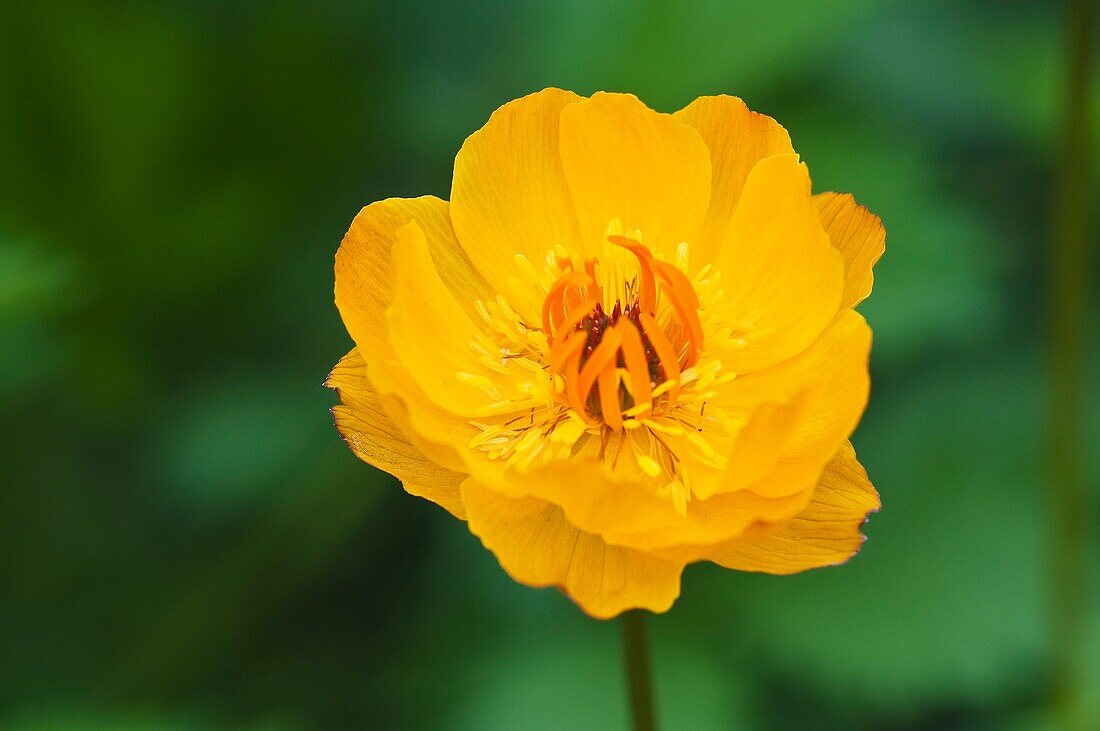 Asian Globe flowers, Trollius asiaticus