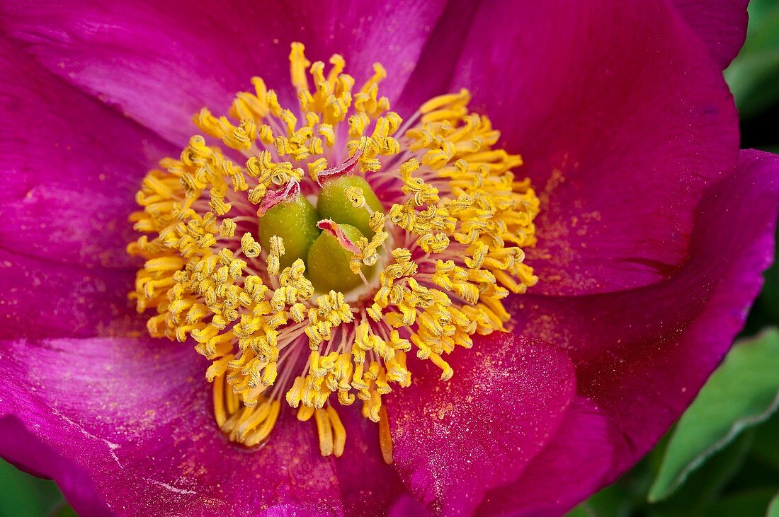 Common Peony, Paeonia officinalis