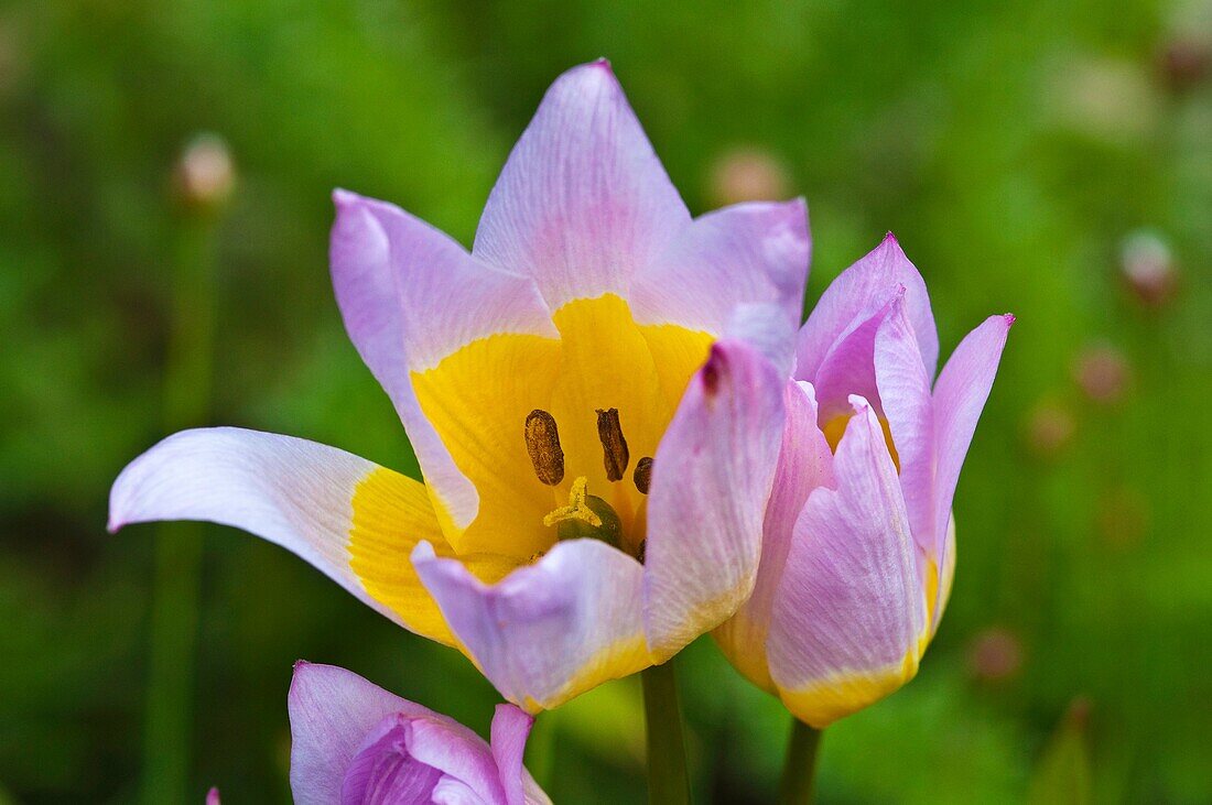 Wilde Tulpe, Tulipa saxatilis