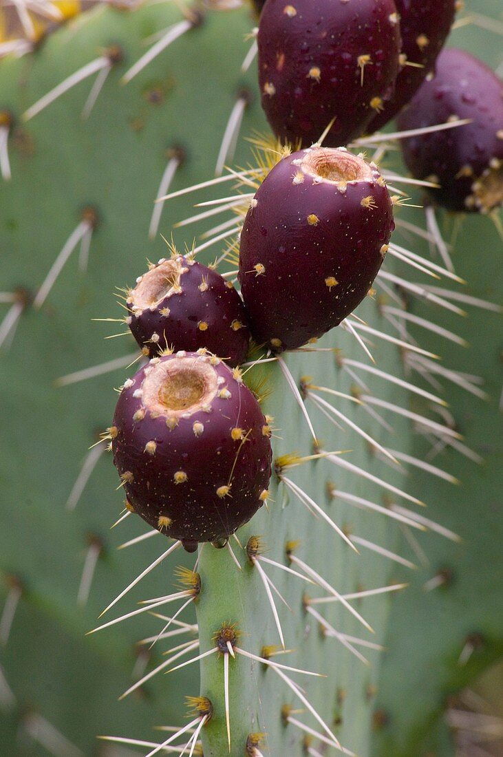Englelman's Prickley Pear Cactus Opuntia englemanni