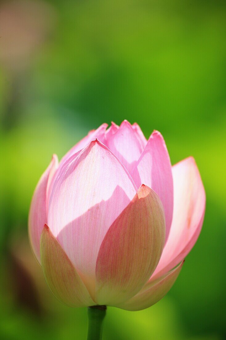 Lotus flower, Japan, Fukushima Prefecture