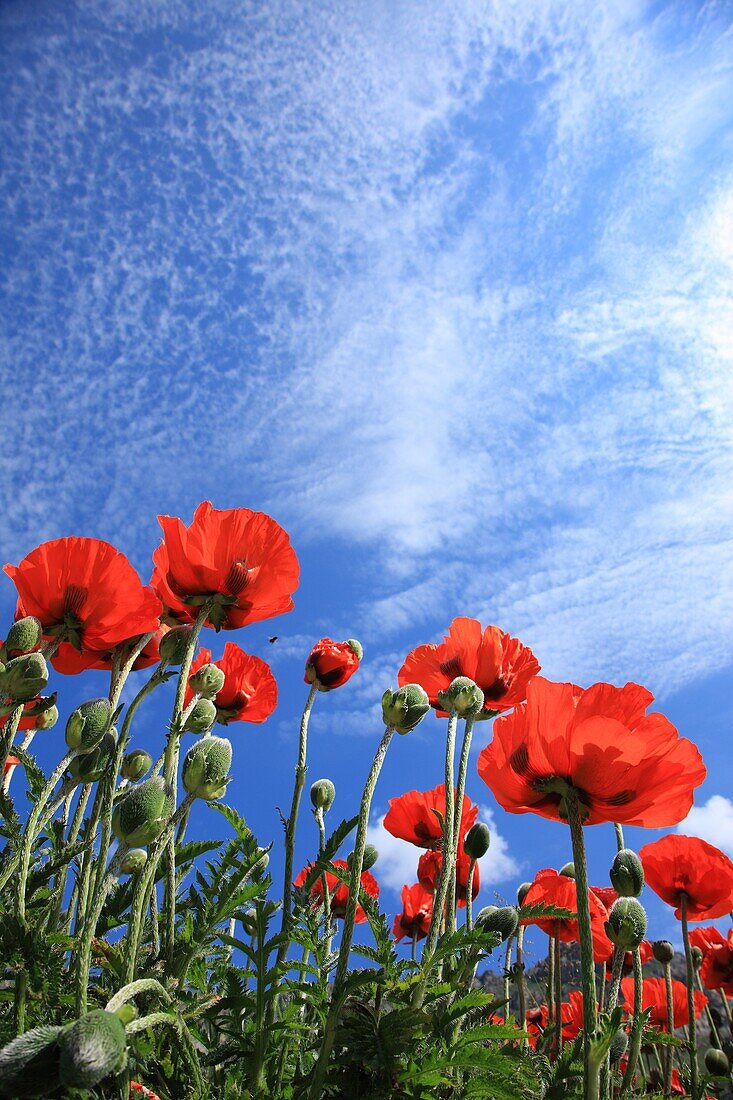 Poppy flowers, France, Savoie, Val d'Isere