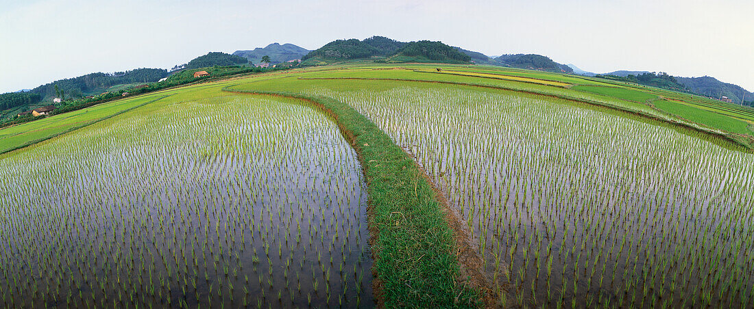 Rice field, panoramic view