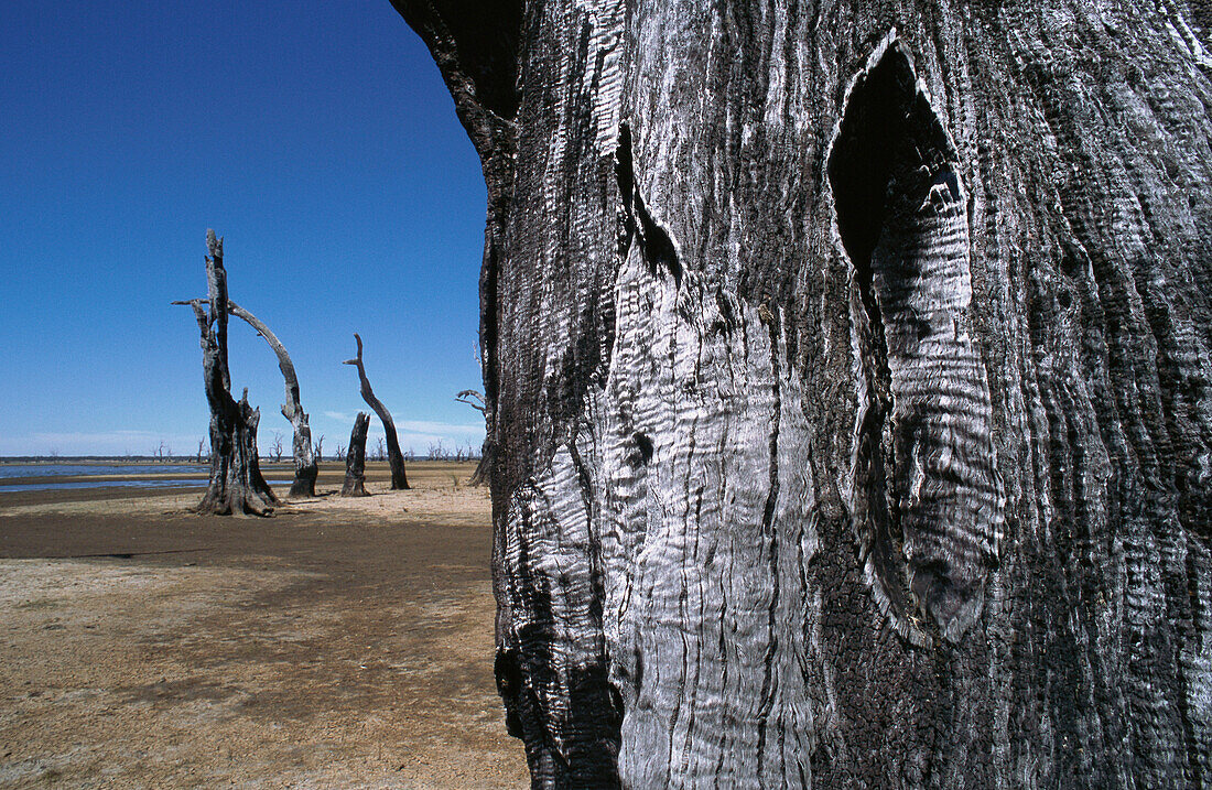 Australia, Victoria, Grampians National Park, scorched trees on desert landscape