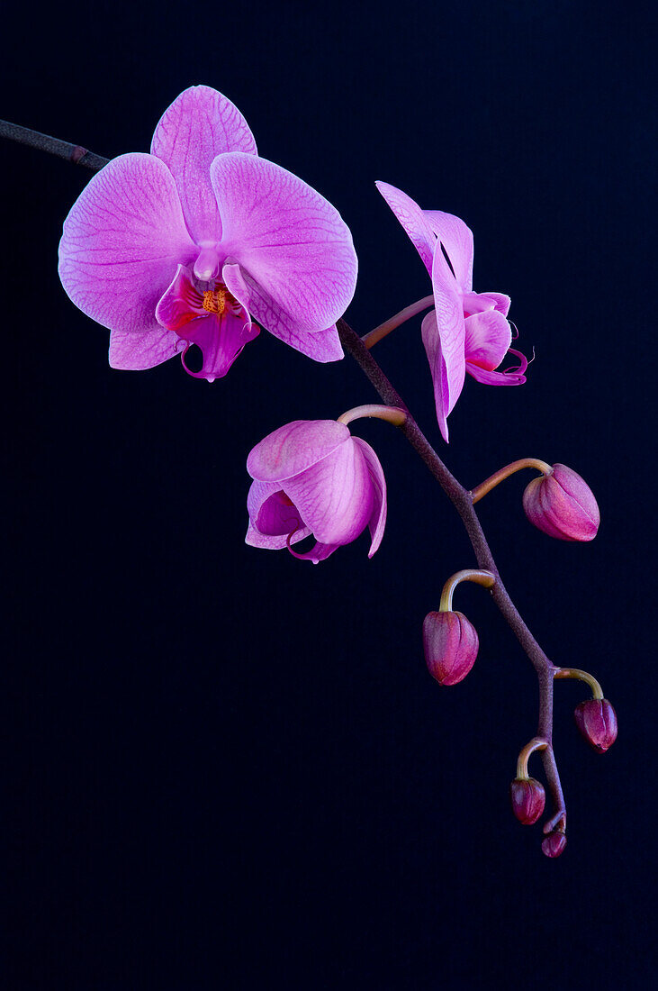 Orchid Flowers, Close-Up