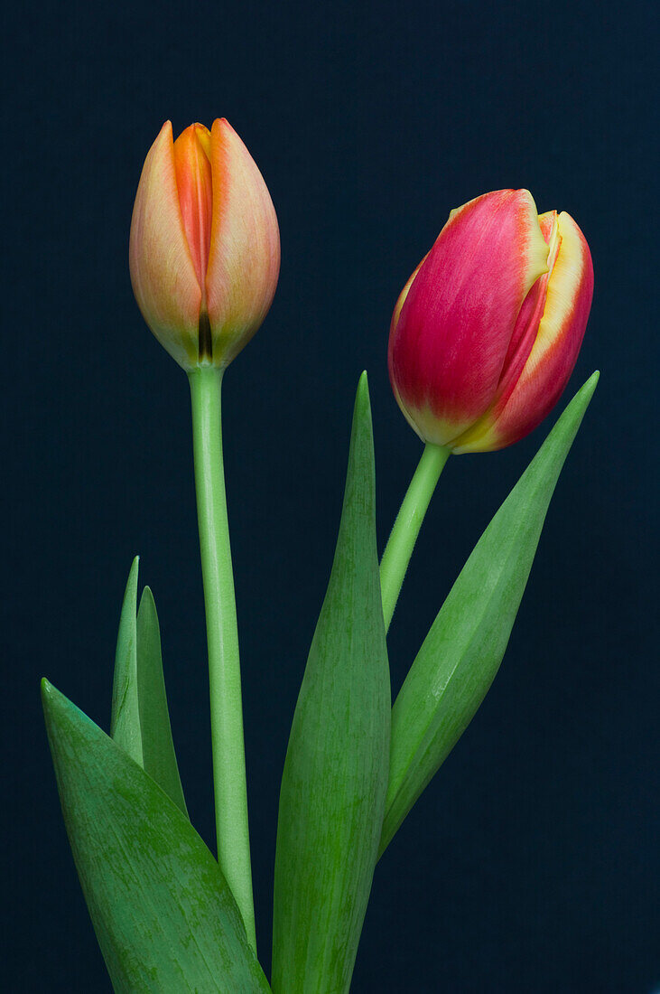 Two Tulips, Close-Up