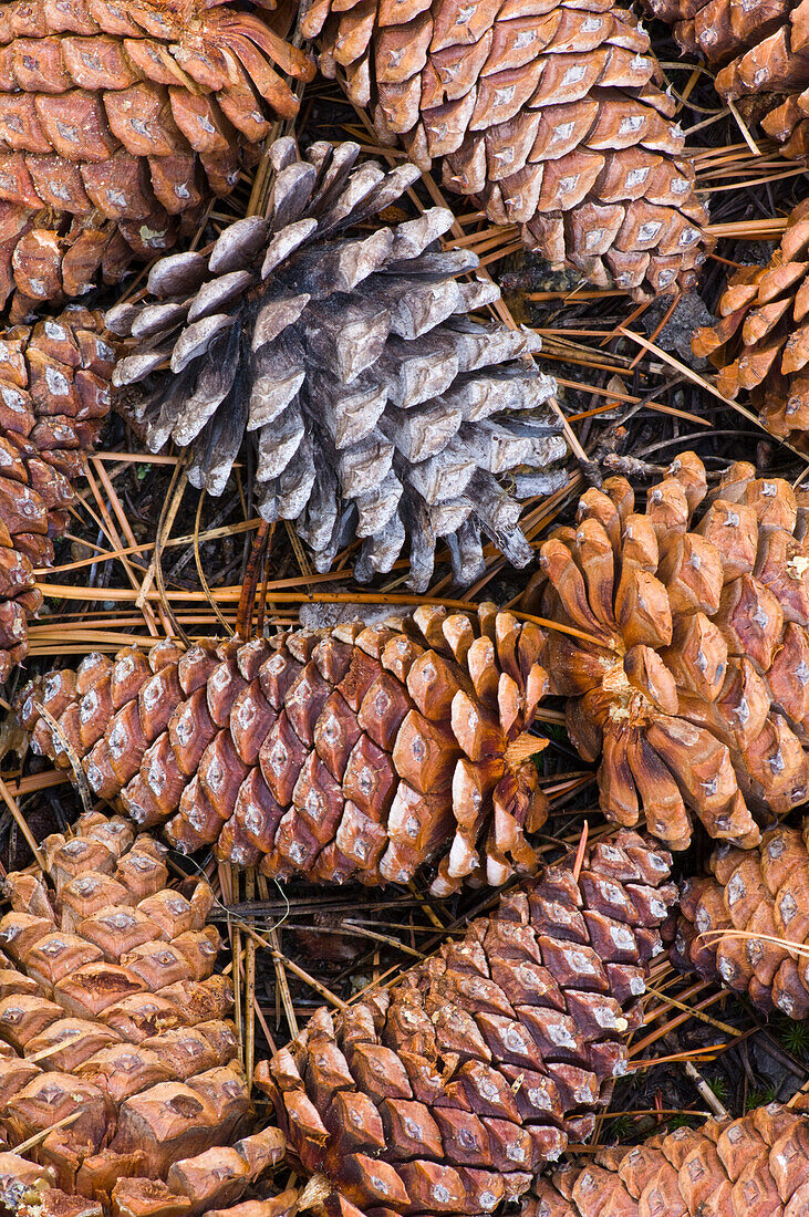 Pine Cones on Ground, Close-Up